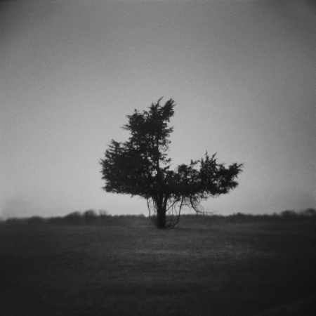 Untitled (Three Quarter Tree), 2011©Tonee Harbert. All Rights Reserved